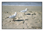 
200507110128(F)