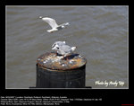 20070204017W