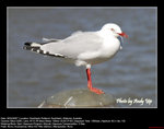20070204023W