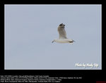 20090101063W