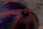 20080914004W