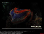 20080914005W