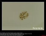 20060415011W