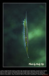 20071107029W