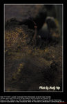 20071107004W