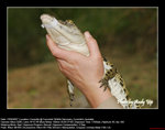 20070815013W
