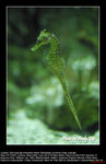 20071107031W