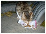 DSCN0266