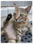 Hello �A�n!