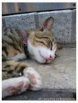 100_0040 copy