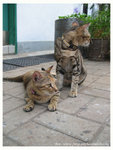 128_2858 copy