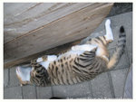 128_2868 copy