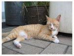 128_2875 copy