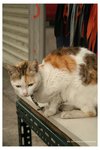 IMG_0860