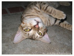 129_2975 copy
