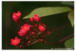 IMG_9522