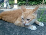Image007