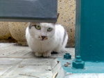 Image055