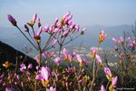 IMG_4369