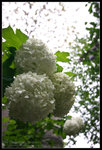 CRW_7053