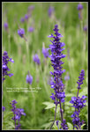 CRW_4293