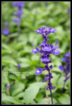 CRW_4294