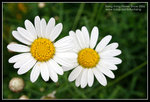 CRW_4299