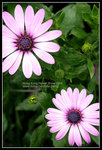 CRW_4310