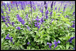 CRW_4320