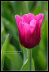CRW_4334