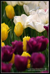 CRW_4336