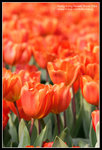 CRW_4363