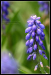 CRW_6509