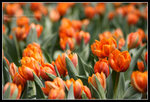 CRW_6516