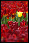 CRW_6519