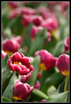 CRW_6520