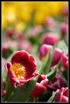 CRW_6521