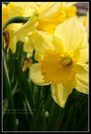 CRW_6535