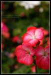 CRW_6544