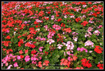 CRW_6546