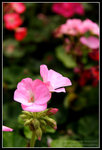 CRW_6548