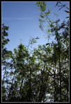 CRW_4979
