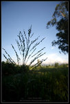 CRW_7100