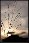 CRW_7124