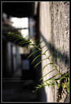 CRW_5613