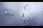 IMG_1639_1255 copy