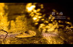IMG_1674_1283 copy