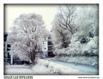 IMG_3209_0487 copy