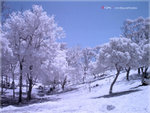 IMG_3387_1778 copy