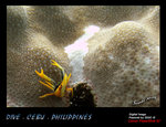 IMG_3988 copy